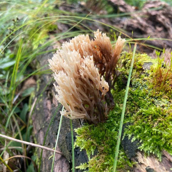 Meet your Posher, Emma🐣 - Picture 3 of 3